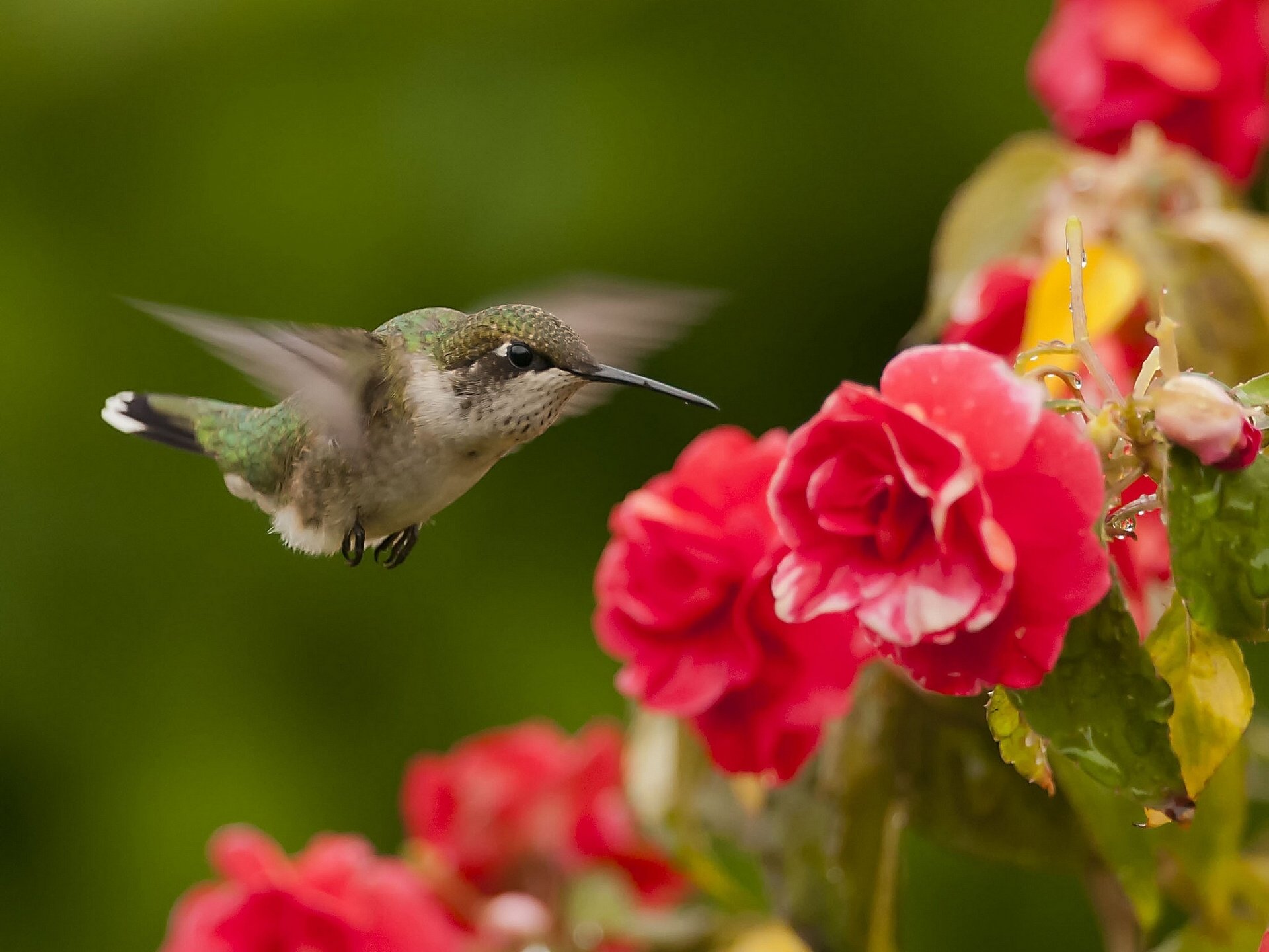 Hummingbird Full HD Wallpaper and Background Image | 1920x1440 | ID:383177