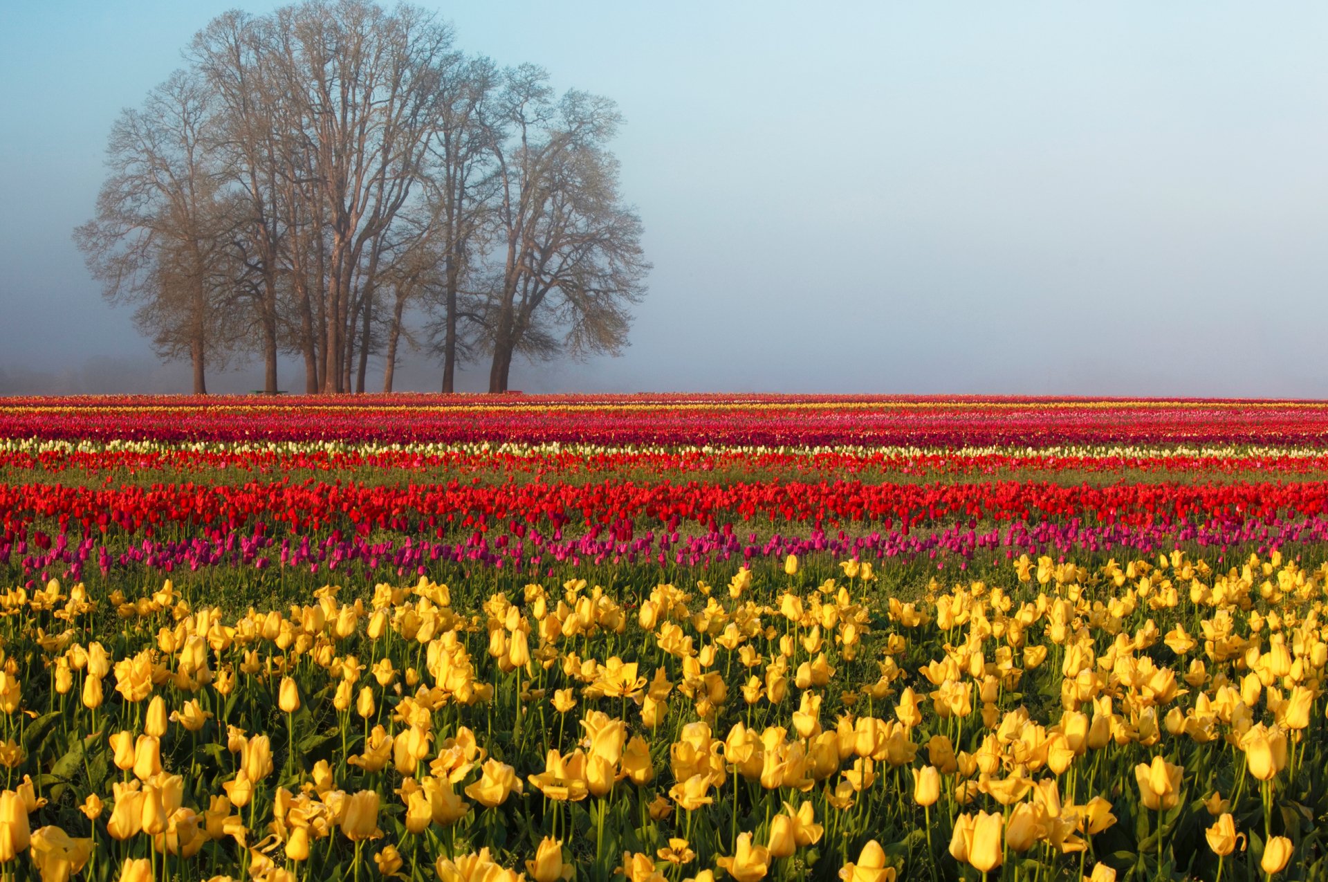 Download Flower Nature Tulip HD Wallpaper | 2560x1700 | Wallpaper Abyss