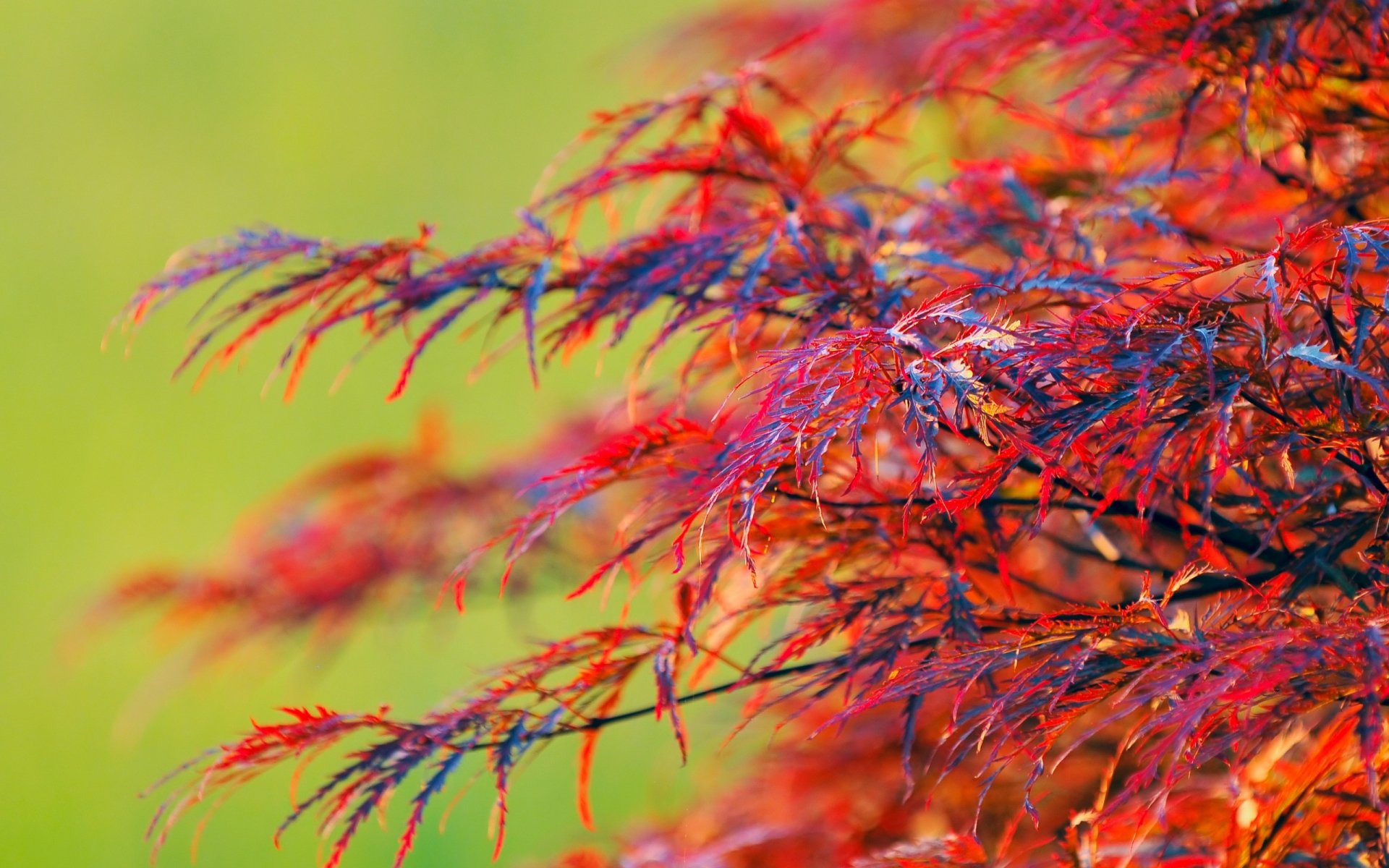HD desktop wallpaper showing vibrant red and orange fall leaves on delicate branches against a soft green natural background.