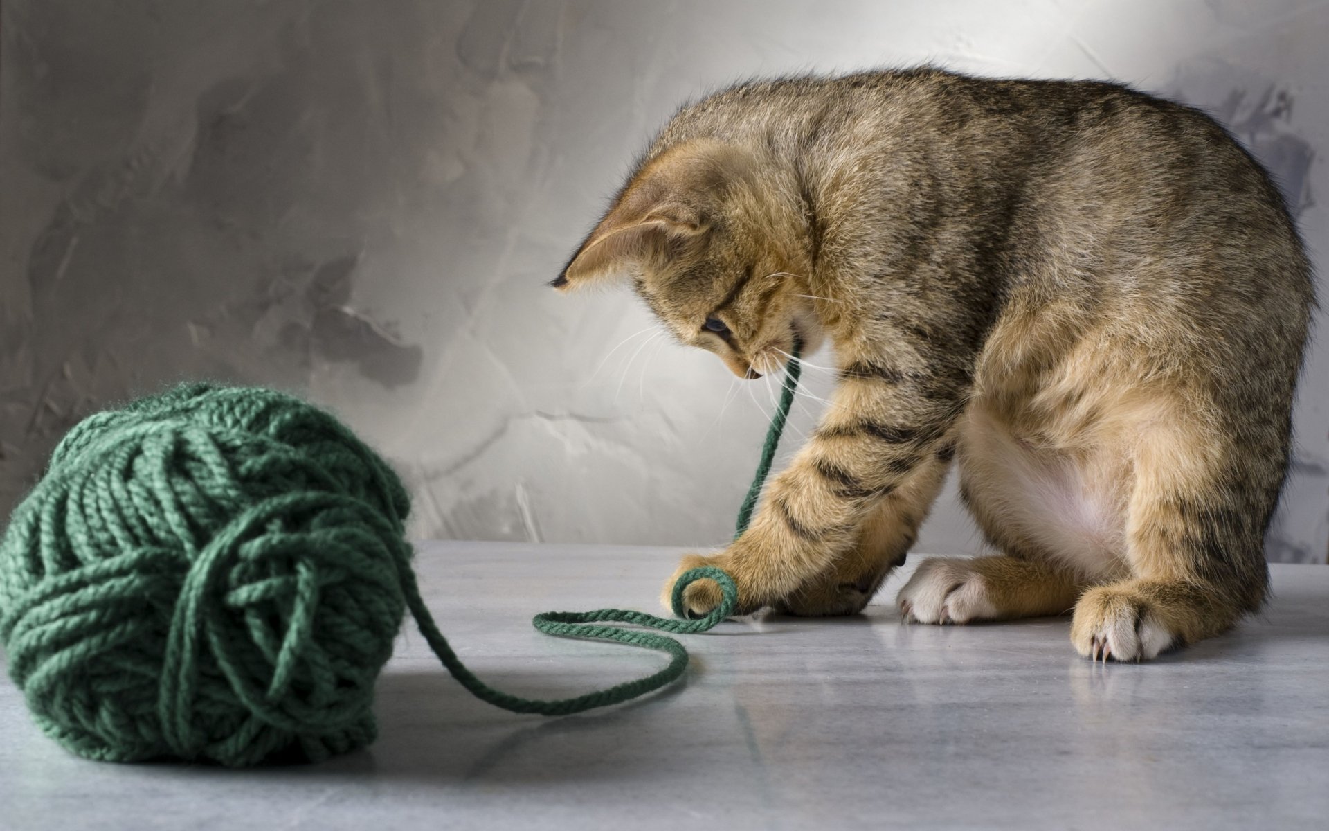 A playful tabby cat engages with a green yarn ball, showcasing its curiosity and charm. This HD image serves as an appealing PC desktop wallpaper and background.