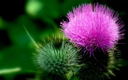 A vibrant close-up of a purple thistle flower against a blurred green background, captured in high definition as a nature-themed PC desktop wallpaper.