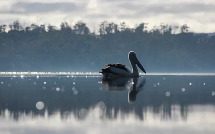HD desktop wallpaper featuring a pelican gracefully floating on calm water with a misty tree-lined horizon in the background.