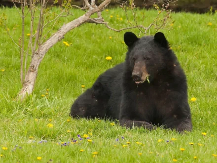 A serene black bear rests on lush green grass dotted with yellow flowers, creating a calming scene for an HD desktop wallpaper or background.