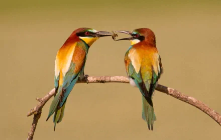 Two vibrant European bee-eaters share food while perched on a branch, showcasing their striking colors and intricate details. This high-definition image makes a captivating desktop wallpaper.