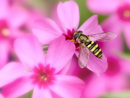 Animal bee HD Desktop Wallpaper | Background Image