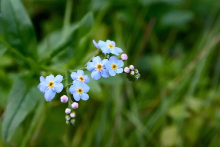HD desktop wallpaper featuring a close-up of delicate blue forget-me-not flowers set against a lush green natural background.