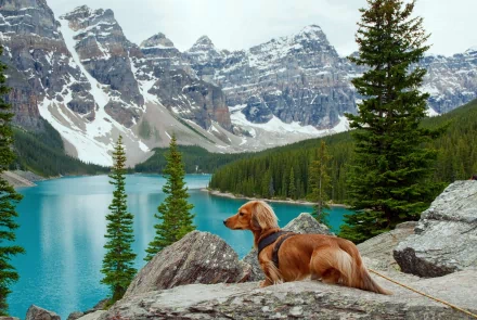 A dachshund stands on rocks near a tranquil turquoise lake, surrounded by tall trees and majestic mountains, creating a stunning nature backdrop for a 4K Ultra HD desktop wallpaper.