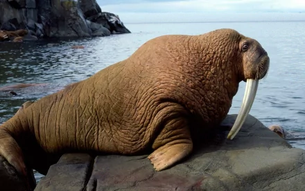 Animal walrus HD Desktop Wallpaper | Background Image