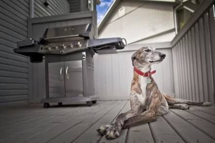 dog Animal greyhound HD Desktop Wallpaper | Background Image