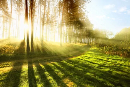 HD PC desktop wallpaper showing a sunbeam streaming through tall trees onto a lush green forest clearing, highlighting nature's serene beauty.