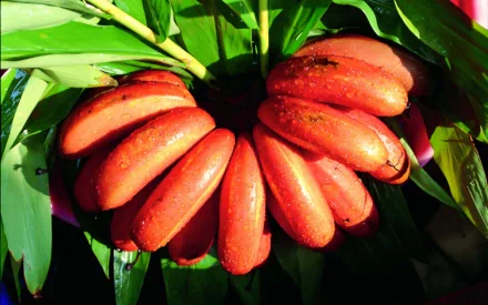 food banana HD Desktop Wallpaper | Background Image