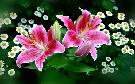 A vibrant HD wallpaper featuring pink lilies surrounded by delicate white daisies, capturing the beauty of nature in a lush green setting.