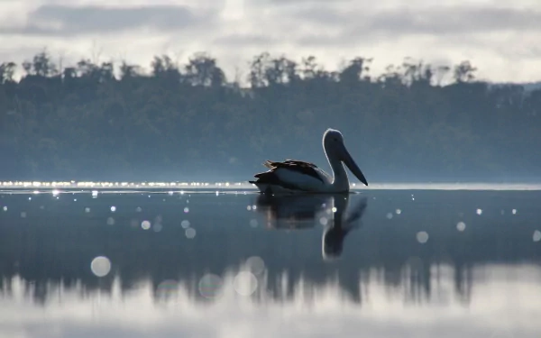 HD desktop wallpaper featuring a pelican gracefully floating on calm water with a misty tree-lined horizon in the background.