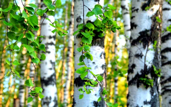 Close-up of bright green leaves and white birch tree trunks in a sunlit forest, captured in stunning 4K Ultra HD for a vivid nature PC desktop wallpaper.