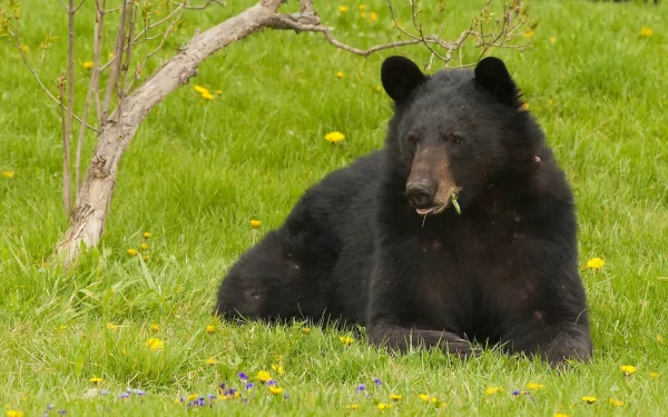 A serene black bear rests on lush green grass dotted with yellow flowers, creating a calming scene for an HD desktop wallpaper or background.
