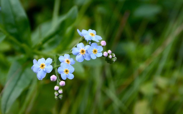 Earth Forget-Me-Not Flowers Flower Nature HD Wallpaper | Background Image