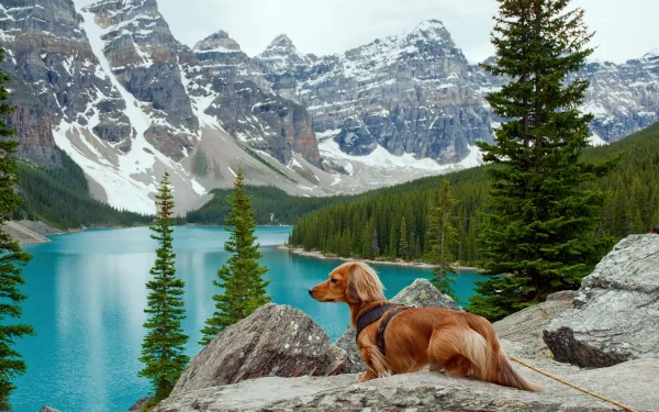 A dachshund stands on rocks near a tranquil turquoise lake, surrounded by tall trees and majestic mountains, creating a stunning nature backdrop for a 4K Ultra HD desktop wallpaper.