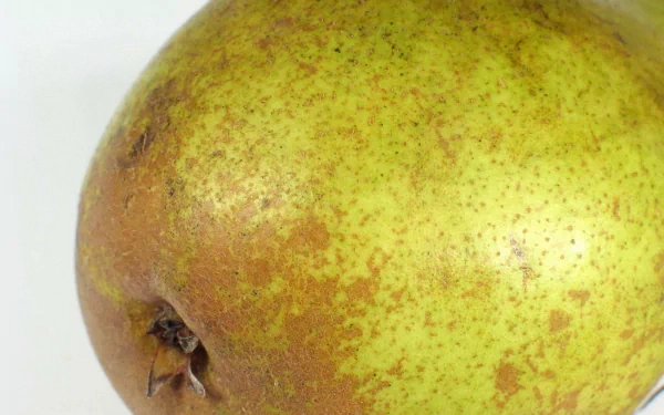 Close-up of a speckled green-brown pear (food), rendered as an HD PC desktop wallpaper and background.