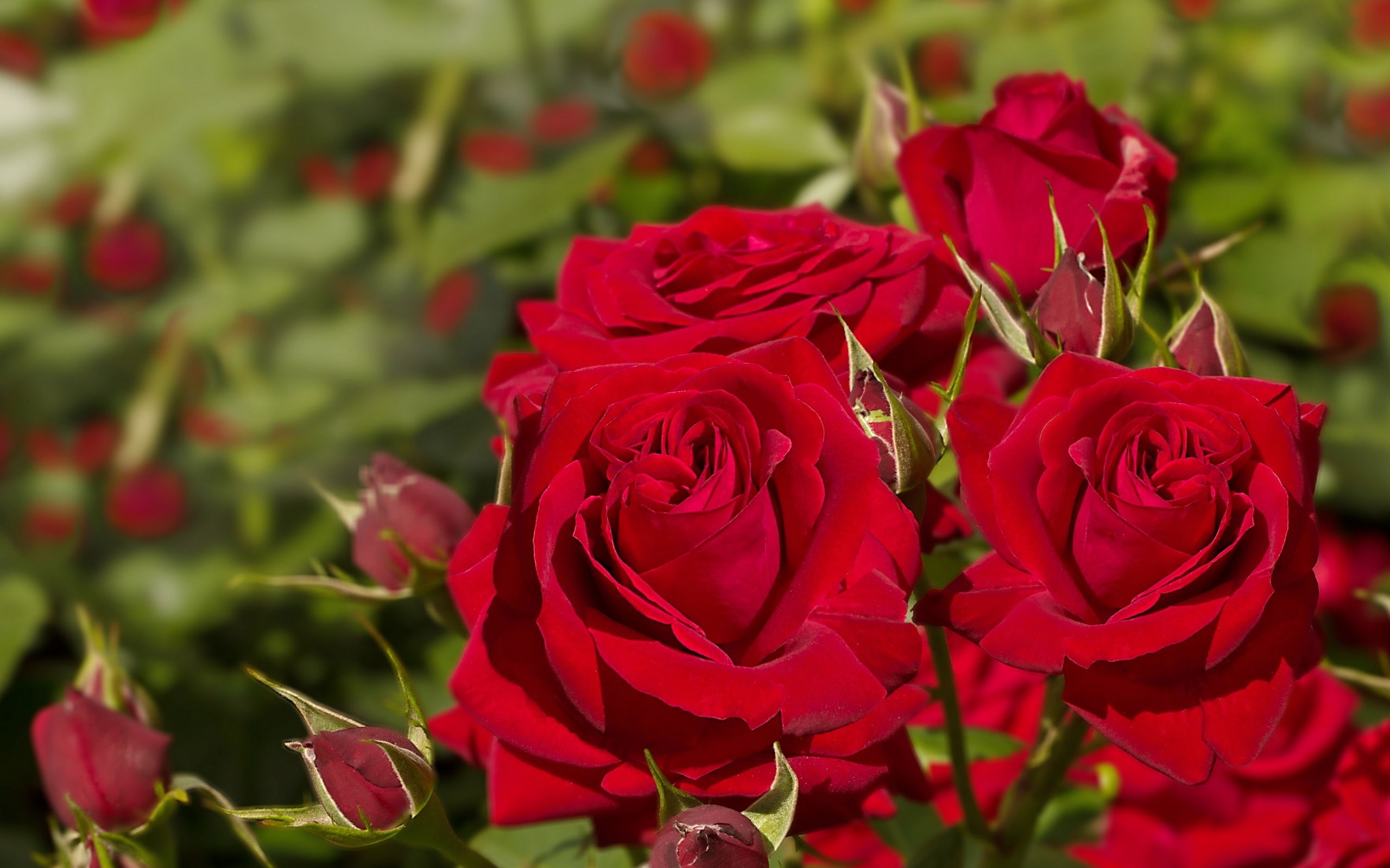 Rose HD Wallpaper | Background Image | 2560x1600