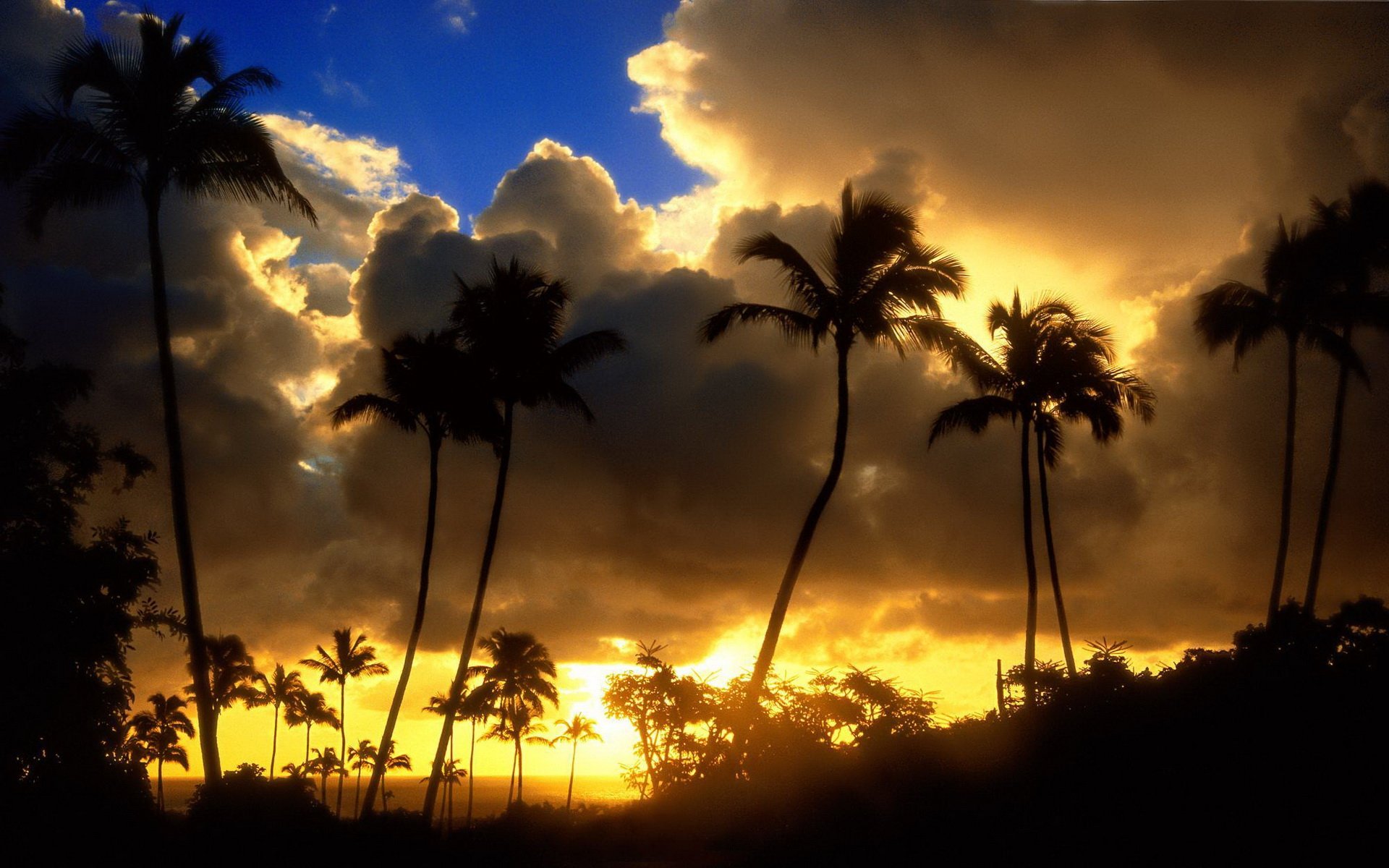 A stunning HD desktop wallpaper featuring a nature scene with silhouetted palm trees against a vibrant sunrise sky filled with dramatic clouds.