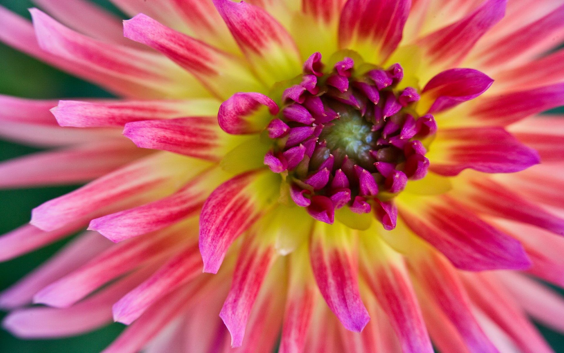 Flower HD Wallpaper | Background Image | 1920x1200 | ID:384344