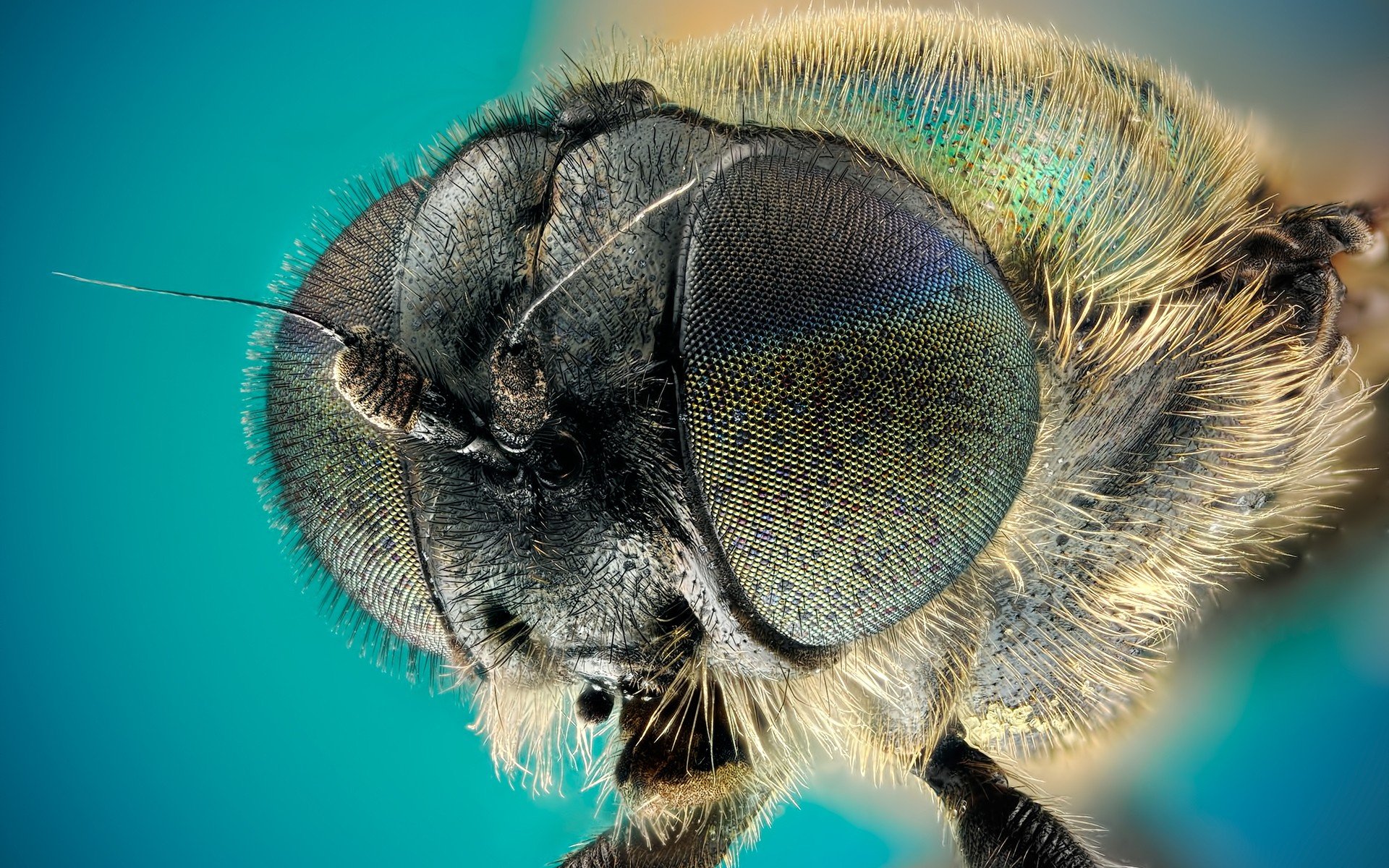 Download Animal Fly HD Wallpaper