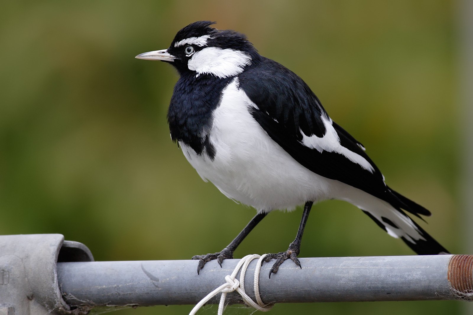 Download Animal Magpie Wallpaper