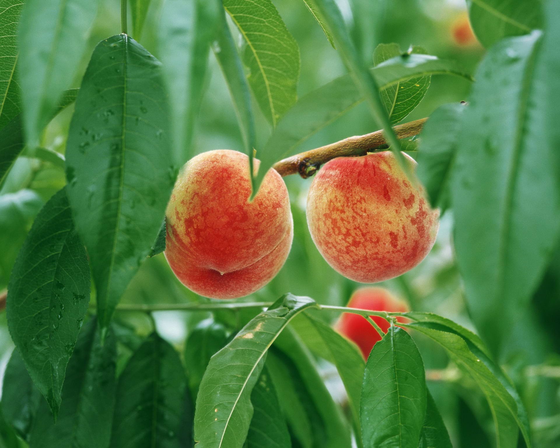 Download Food Peach HD Wallpaper