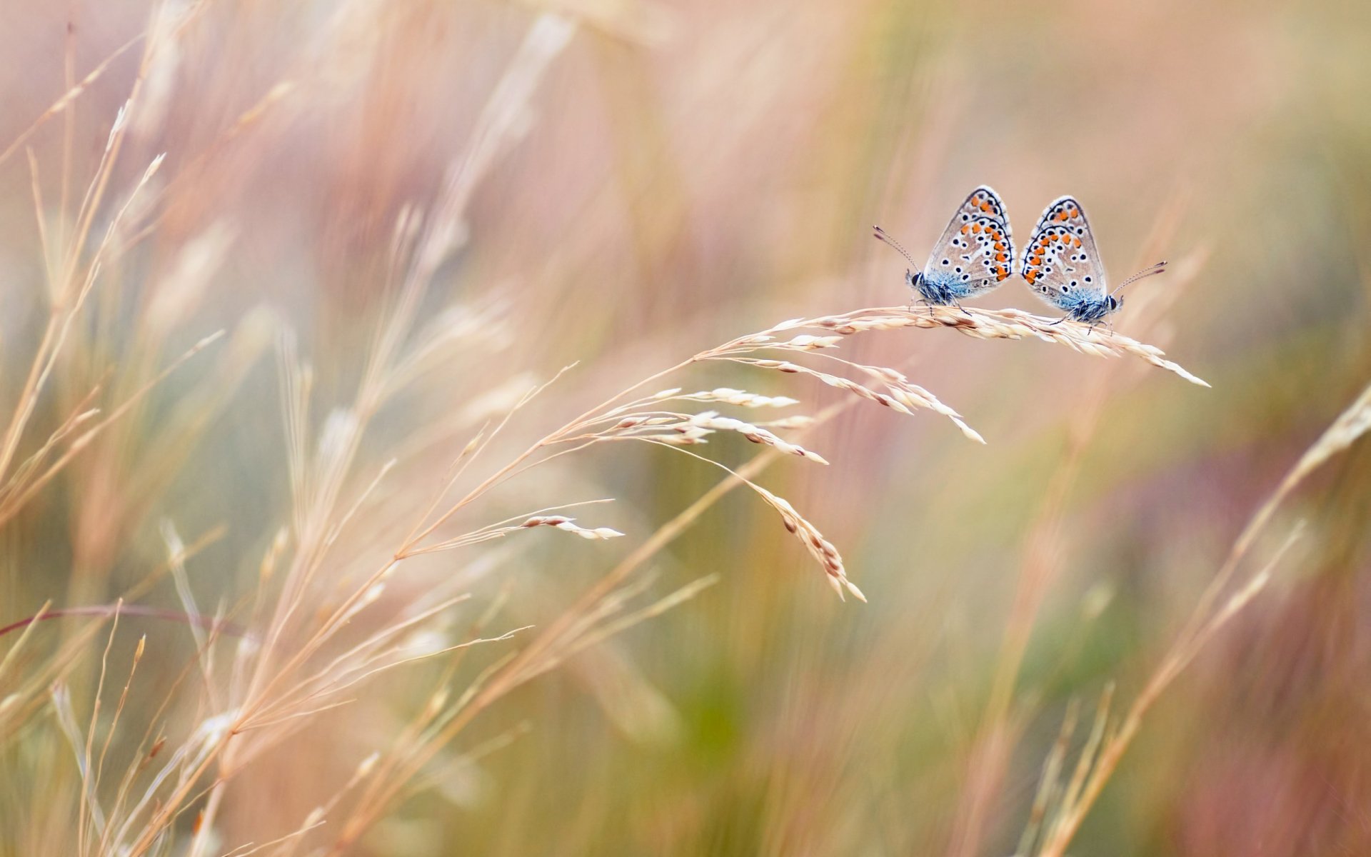 HD desktop wallpaper featuring two delicate butterflies perched on soft, wispy grass against a blurred pastel background.