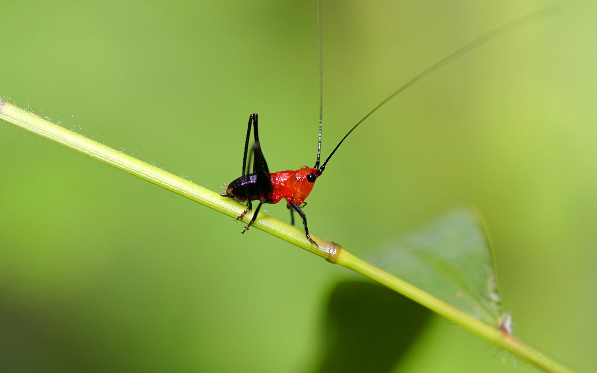 HD PC desktop wallpaper showing a red-and-black grasshopper (animal) perched on a blade of grass against a soft green background.