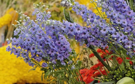 Netherlands nature flower HD Desktop Wallpaper | Background Image