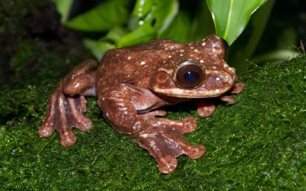  Rabbs' Fringe Limbed Tree Frog