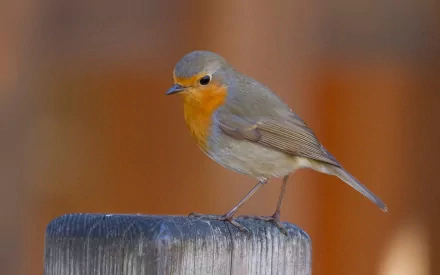  European Robin (erithacus rubecula)
