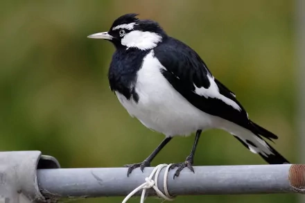  Magpie-lark
