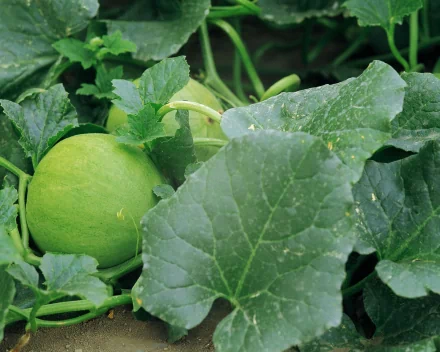 HD PC desktop wallpaper featuring a close-up of a green watermelon growing among lush green leaves.