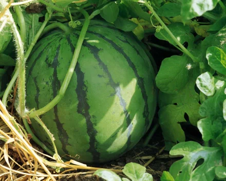 HD desktop wallpaper featuring a close-up of a ripe watermelon growing among green leaves and vines.