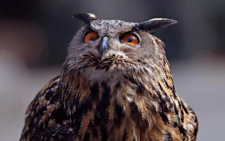 Animal great horned owl HD Desktop Wallpaper | Background Image