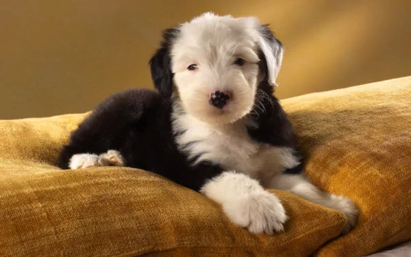 HD PC desktop wallpaper of a fluffy black-and-white Old English Sheepdog puppy lounging on a golden cushion