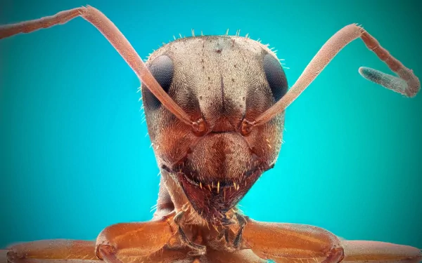 Animal ant HD Desktop Wallpaper | Background Image