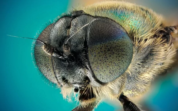 Animal fly HD Desktop Wallpaper | Background Image