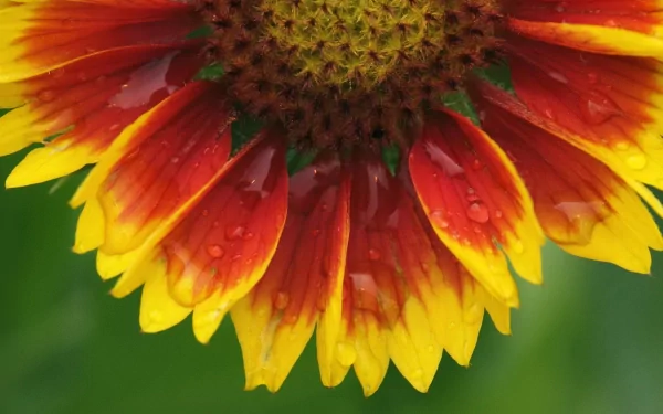sunflower gaillardia grandiflora nature flower HD Desktop Wallpaper | Background Image
