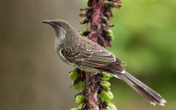 HD PC desktop wallpaper background: Little Wattlebird, an animal wattlebird perched on a flowering stem, showing brown-and-white streaked plumage and a long tail.