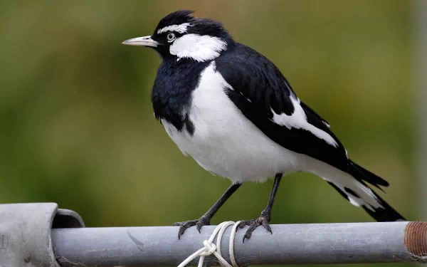  Magpie-lark