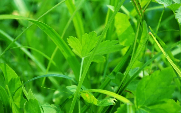 nature grass HD Desktop Wallpaper | Background Image