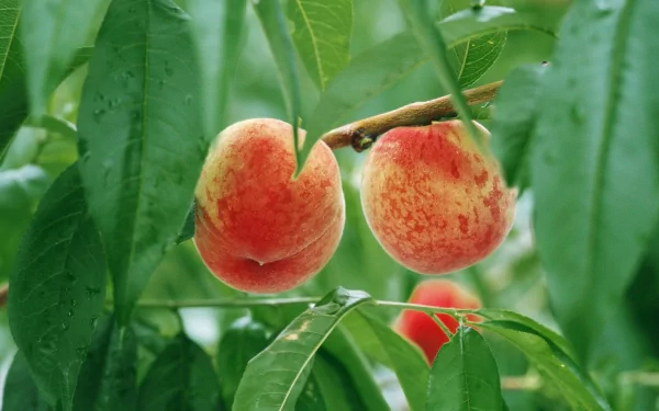 HD PC desktop wallpaper featuring ripe peaches hanging from a leafy branch with fresh green leaves in the background.