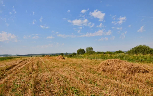 nature field HD Desktop Wallpaper | Background Image