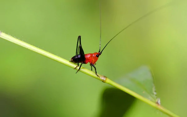 HD PC desktop wallpaper showing a red-and-black grasshopper (animal) perched on a blade of grass against a soft green background.