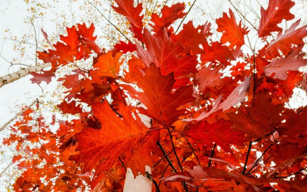 Earth Fall Nature Leaf Red HD Wallpaper | Background Image