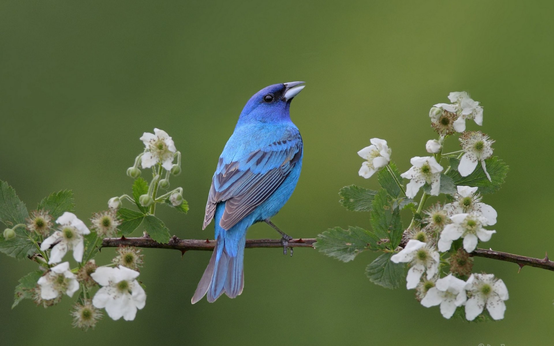 A vibrant indigo bunting perched on a blossoming branch, set against a soft green background, displayed in HD clarity as a desktop wallpaper and background.