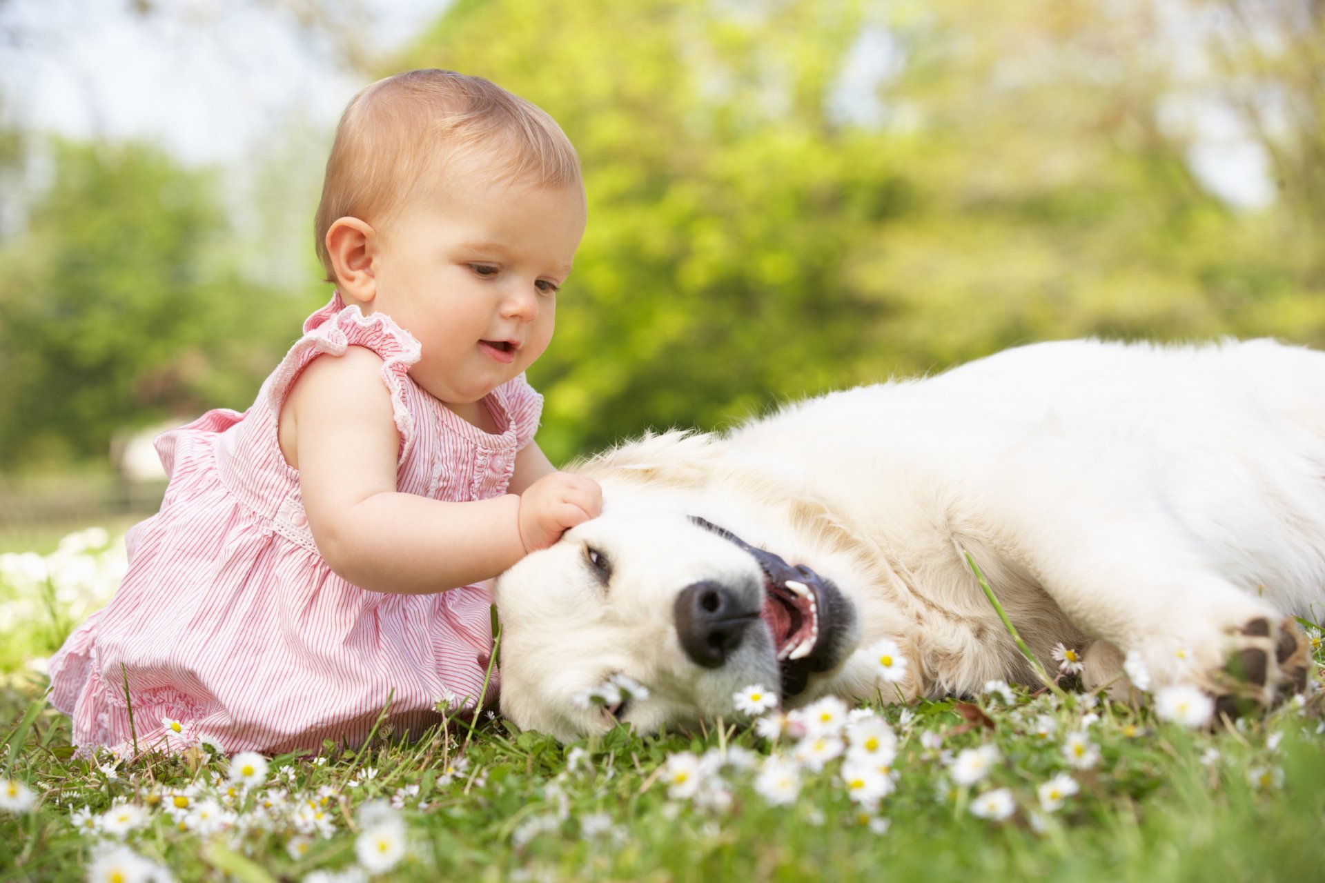 A delightful image of a baby in a pink dress playfully touching a golden retriever lying on the grass, surrounded by blooming daisies. This 4K Ultra HD wallpaper captures a heartwarming moment.